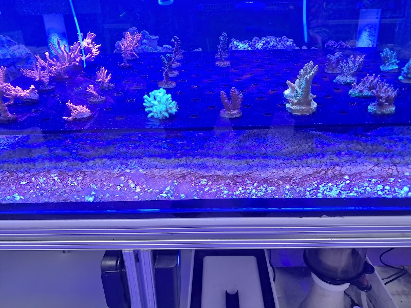 Fins Up Reef Co. - Photo 4