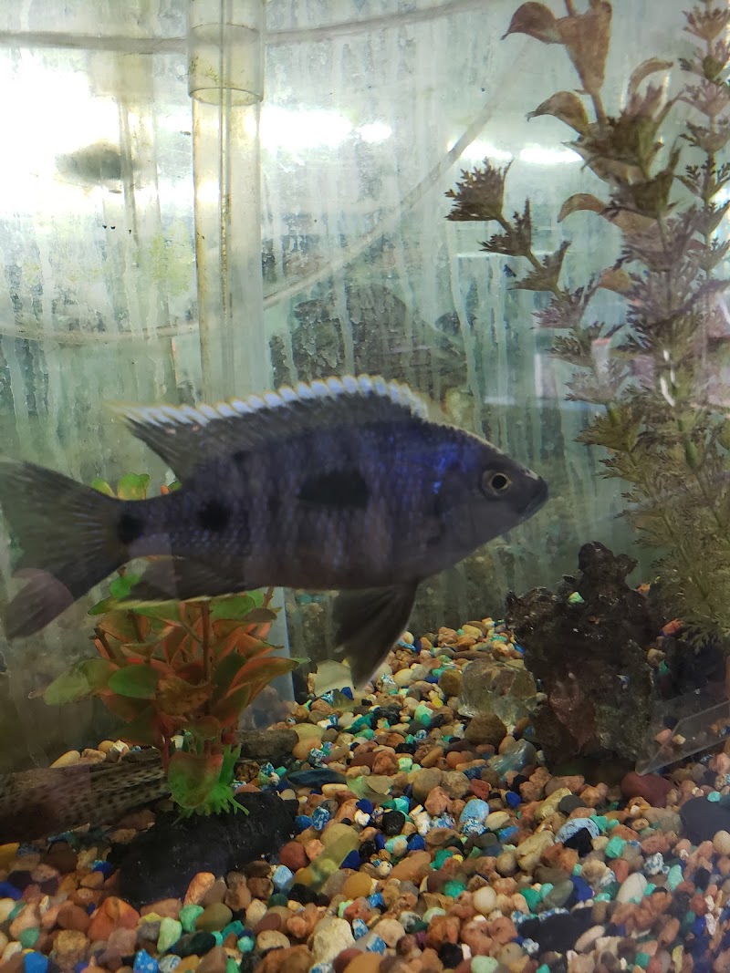 Tropical Treasures LLC - Photo 4