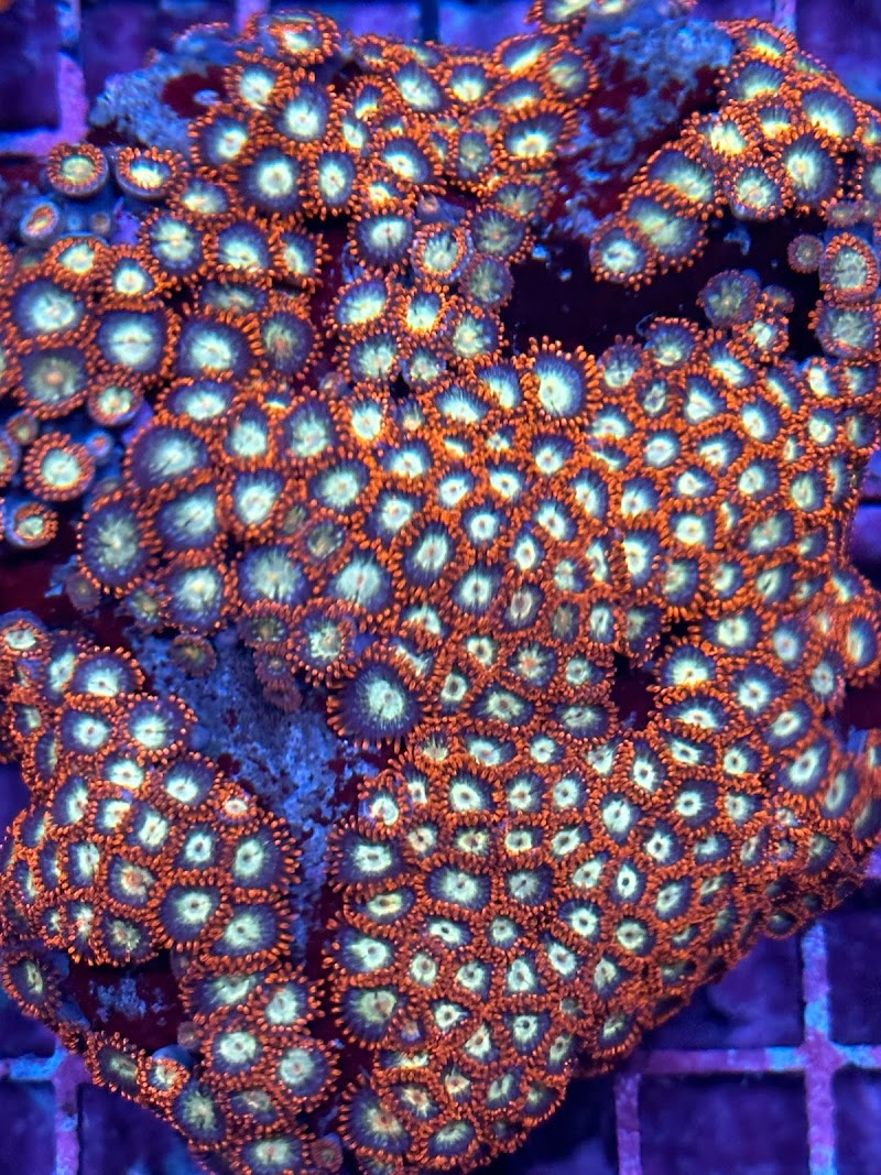 Reefkoi Corals LLC - Photo 3