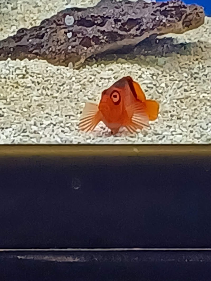 Seascape Aquatics - Photo 3