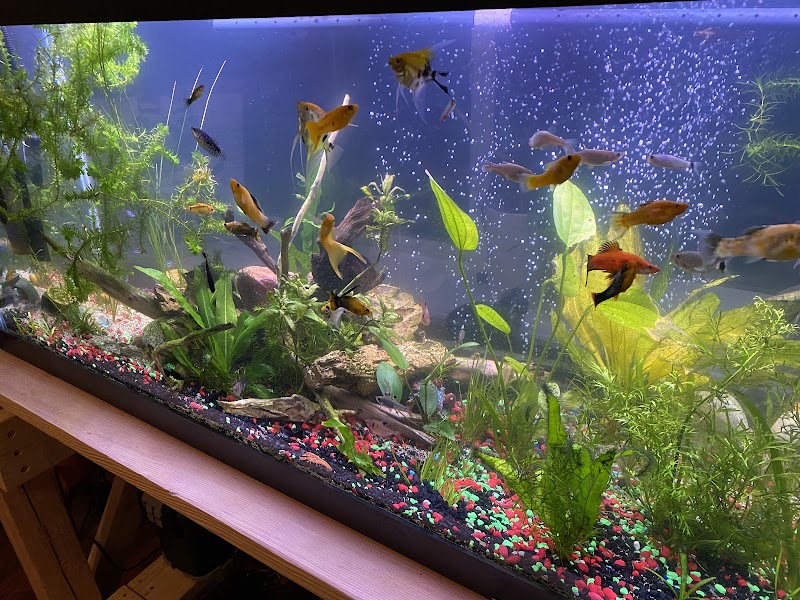 Seascape Aquatics - Photo 5