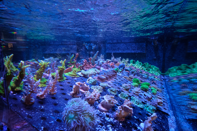 Underwater Wonders - Photo 5