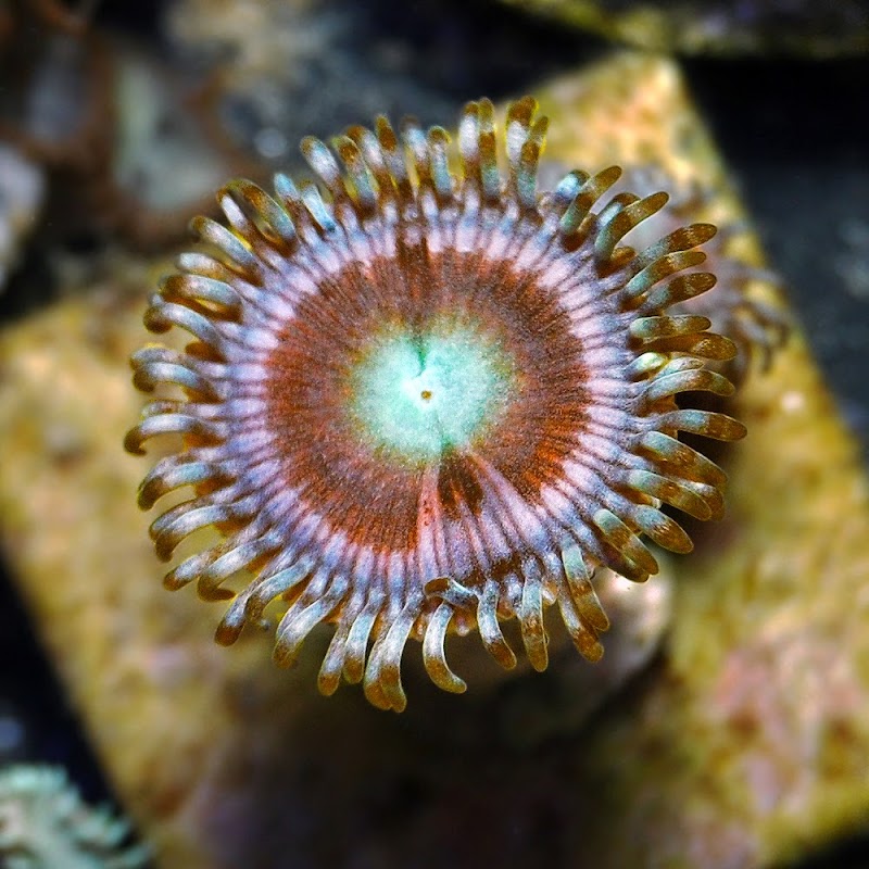 The Fish Crew - Photo 3