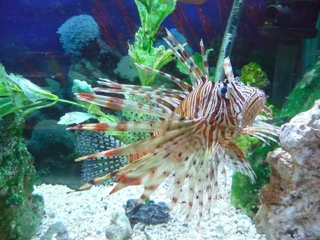 J & M Aquatics & Pet Center - Photo 2