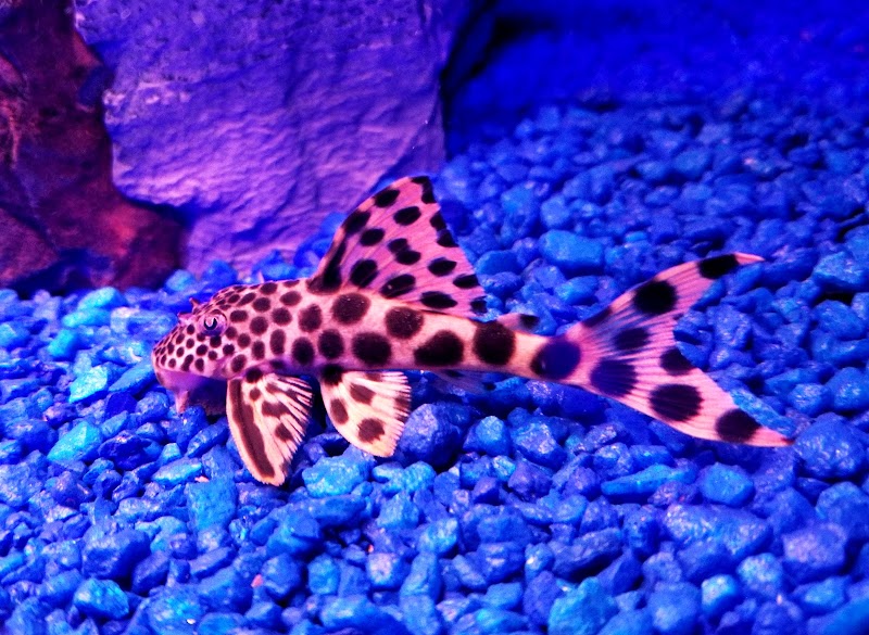 Animal Attraction - Photo 4