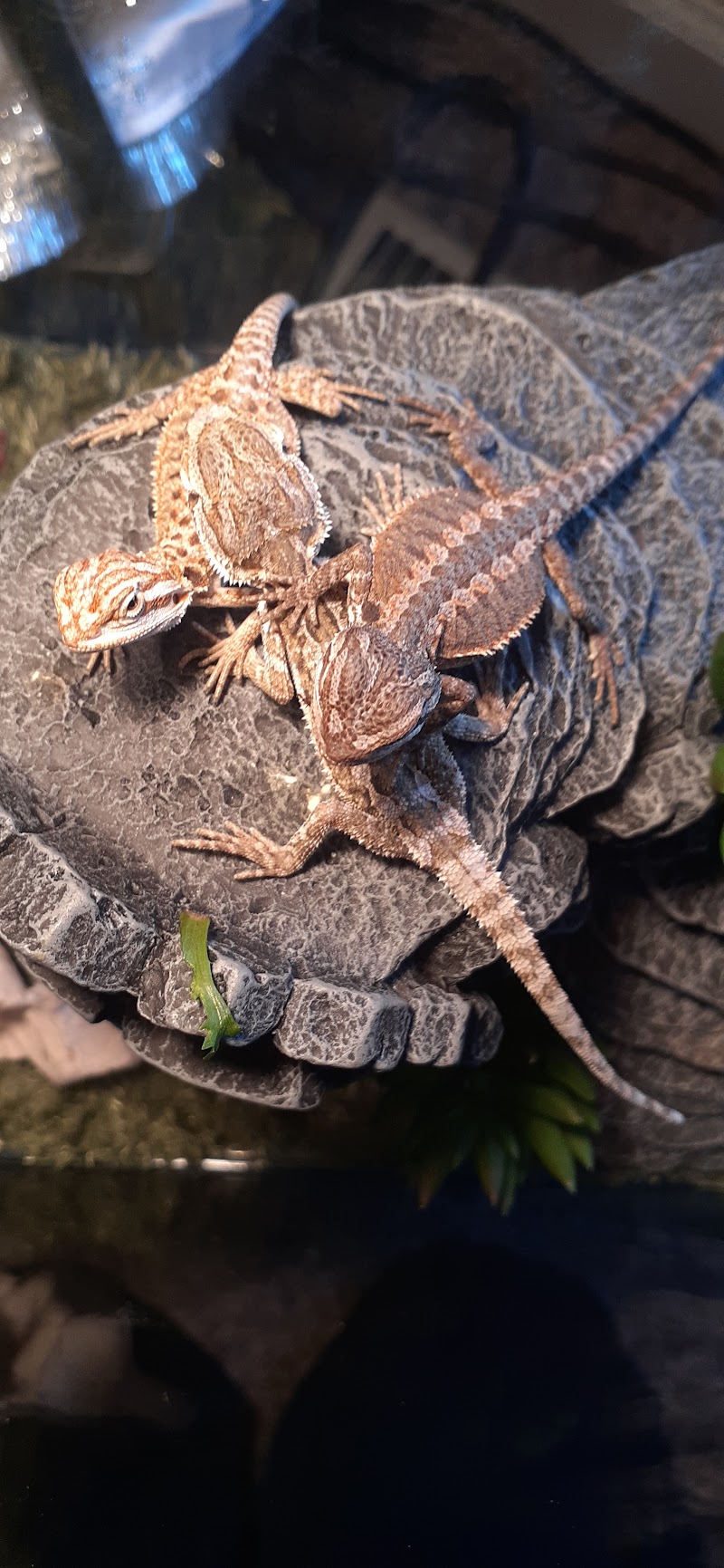 Beasties...A pet store and more!!! - Photo 4