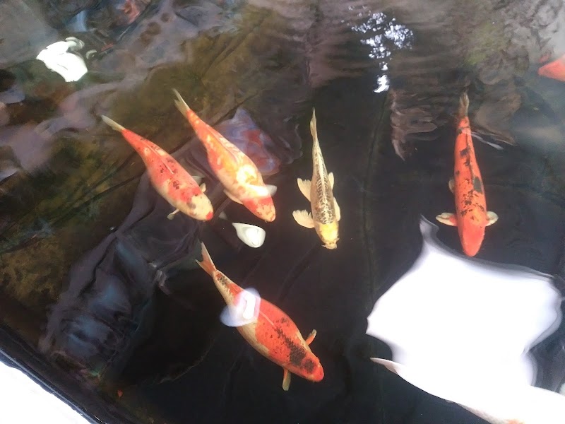 Pet Paradise - Photo 2