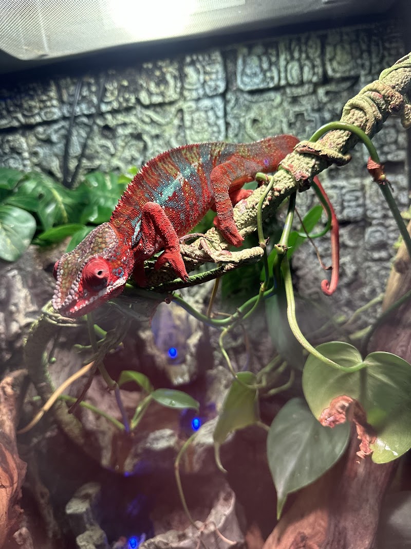 House of Exotics - Photo 2