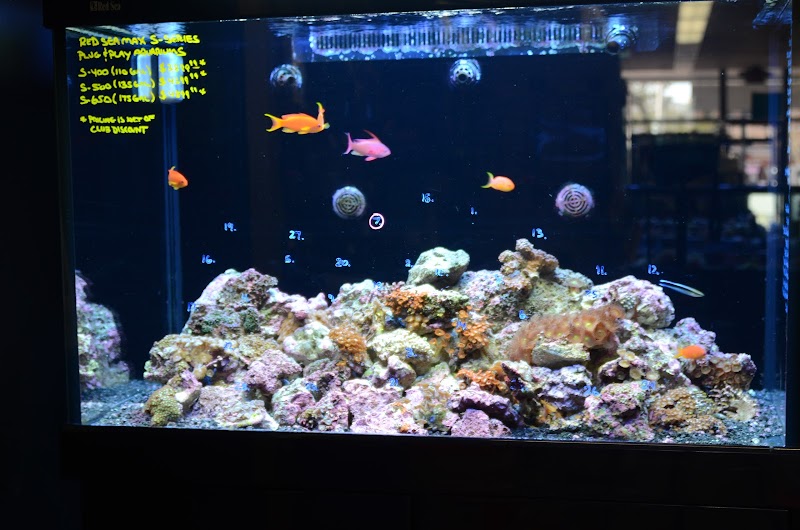 Life Aquatic - Photo 3