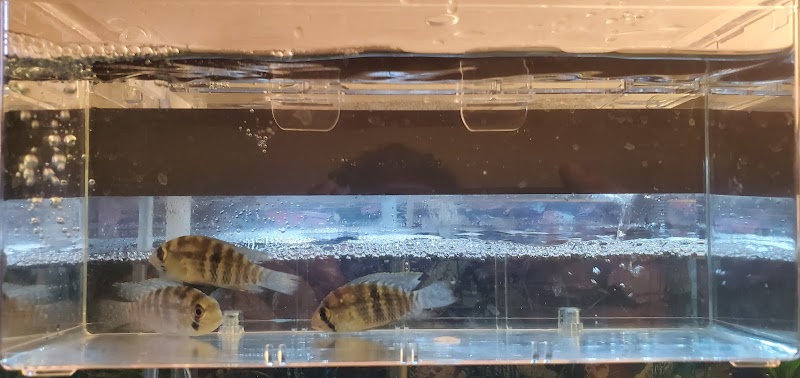 Danbury Aquarium and supplies - Photo 3