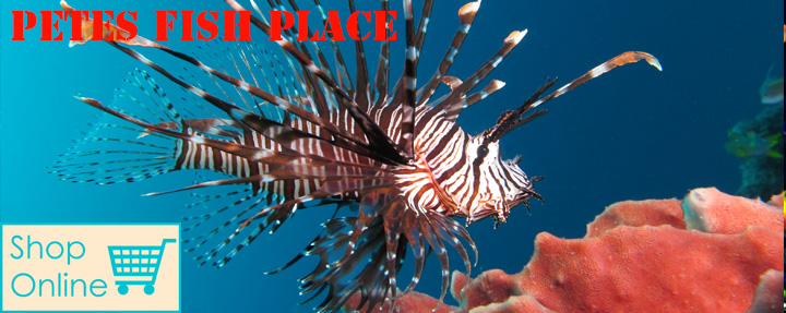 Pete's Aquariums & Fish - Photo 2