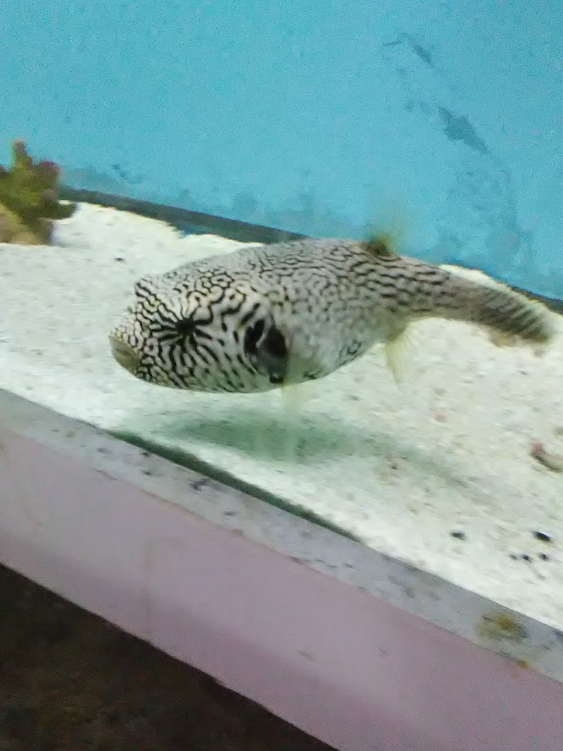 Pete's Aquariums & Fish - Photo 4