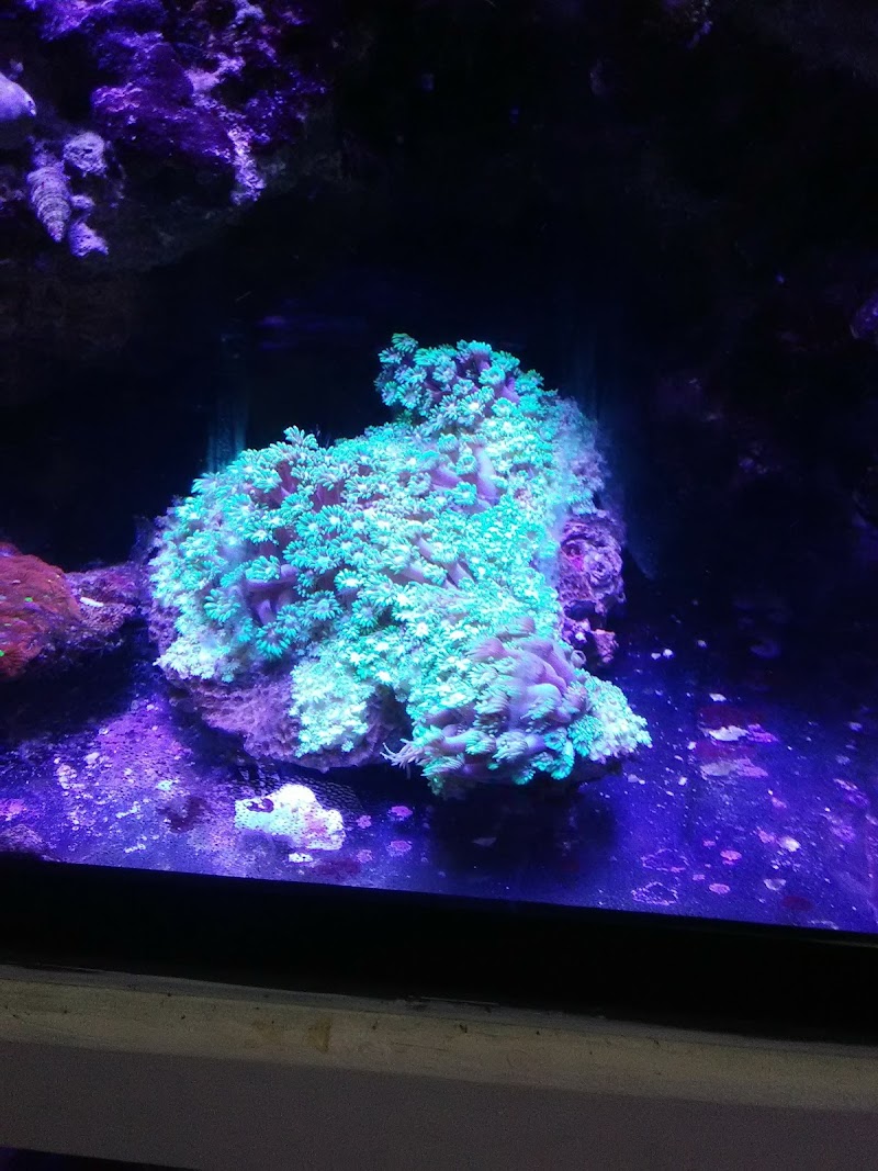 Pete's Aquariums & Fish - Photo 5