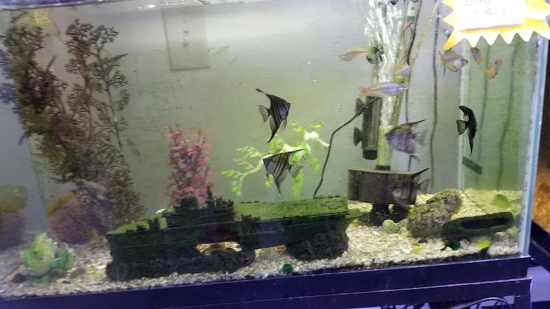 Alex's Advanced Aquatics - Photo 2