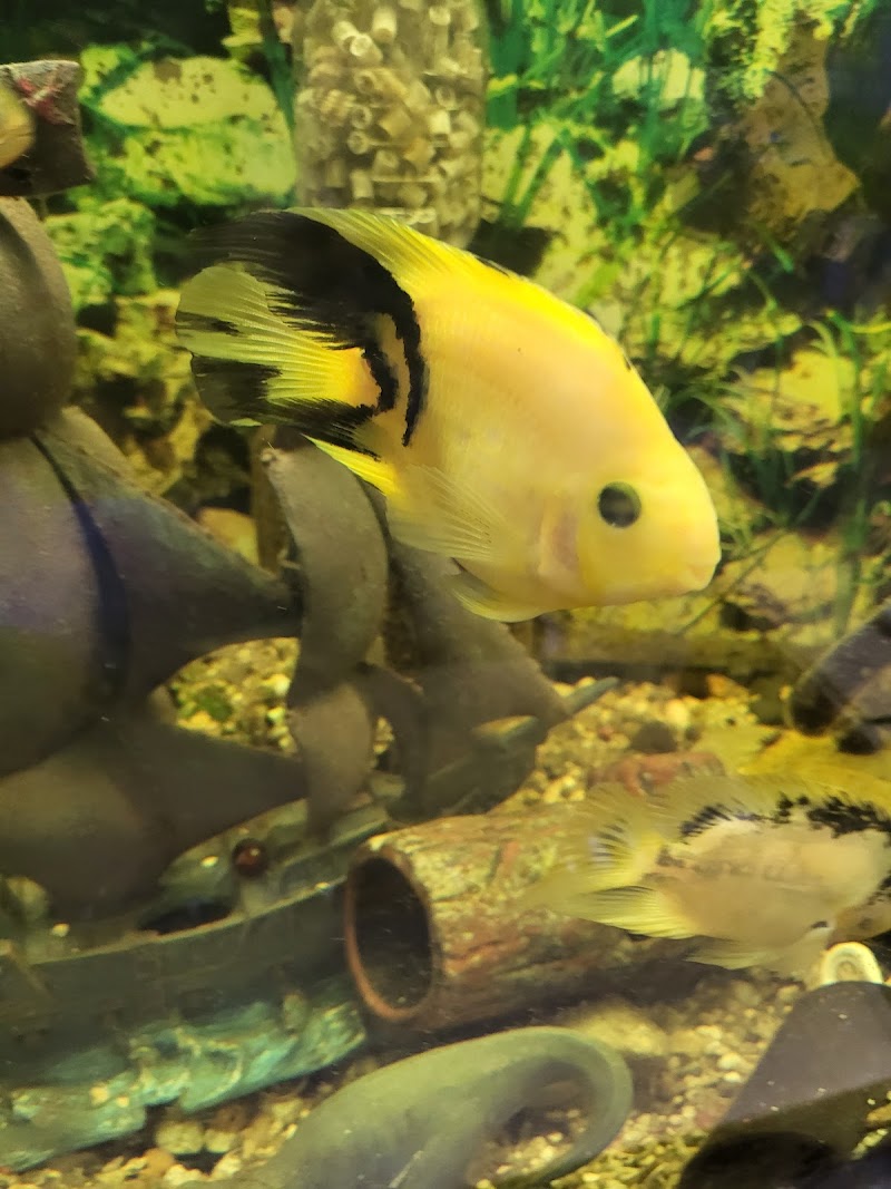 Alex's Advanced Aquatics - Photo 3