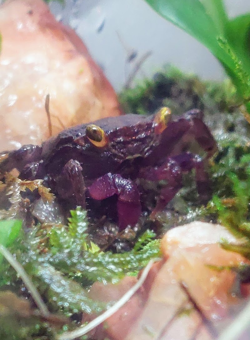 Alex's Advanced Aquatics - Photo 5