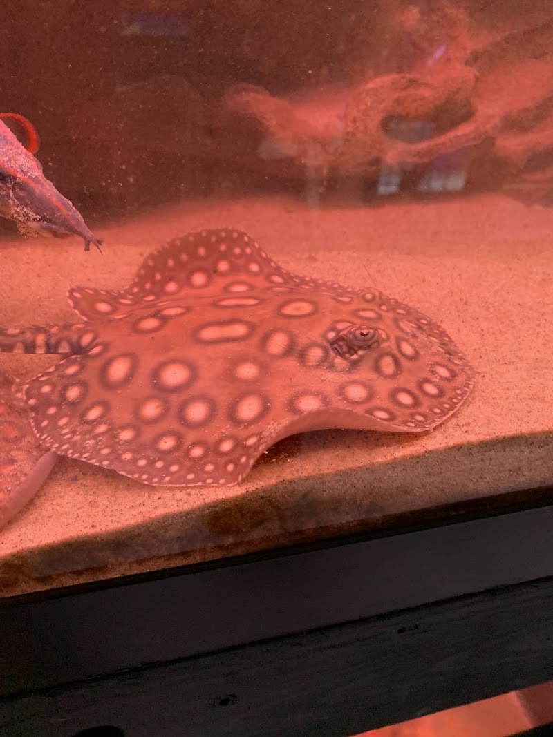 Imperial Exotics - Photo 4