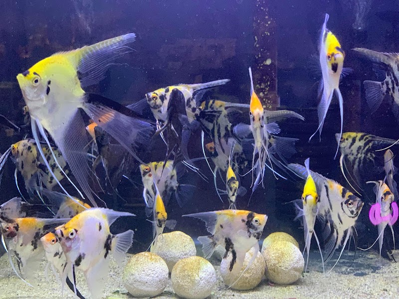 Imperial Exotics - Photo 5