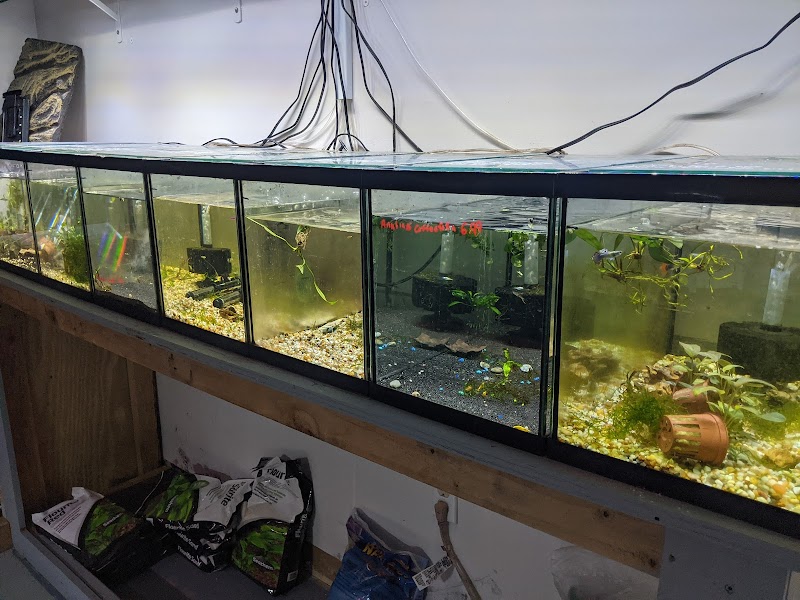 Alpha Aquatic Arts (formerly The Purrfect aquarium) - Photo 1