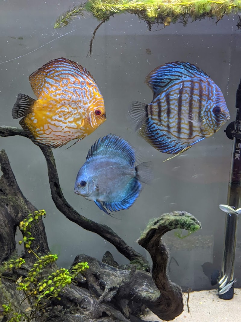 Alpha Aquatic Arts (formerly The Purrfect aquarium) - Photo 4