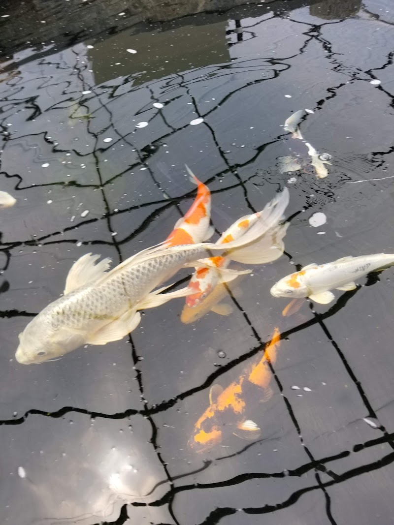 Dietter's Water Gardens - Photo 2