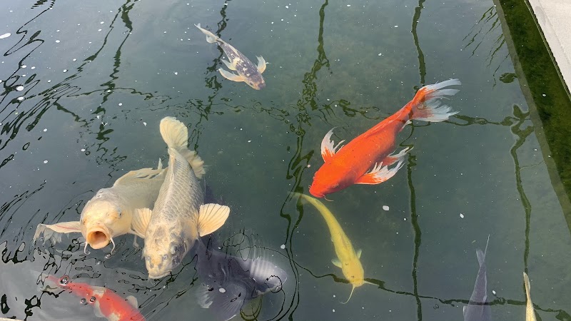 Dietter's Water Gardens - Photo 3