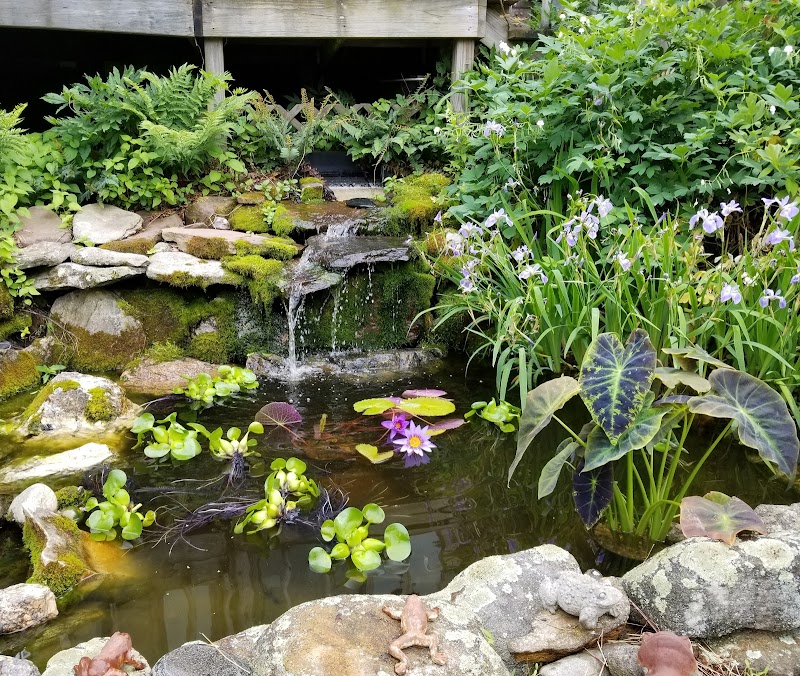 Dietter's Water Gardens - Photo 4