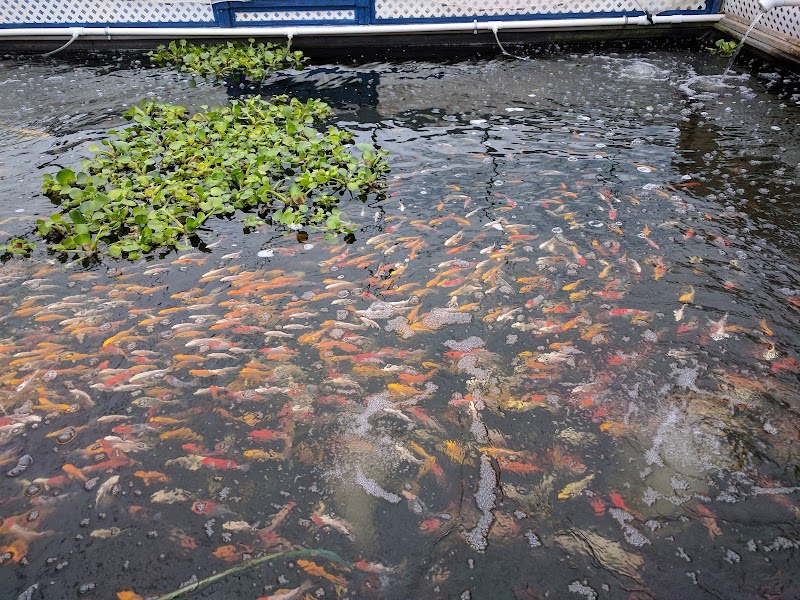 Dietter's Water Gardens - Photo 5