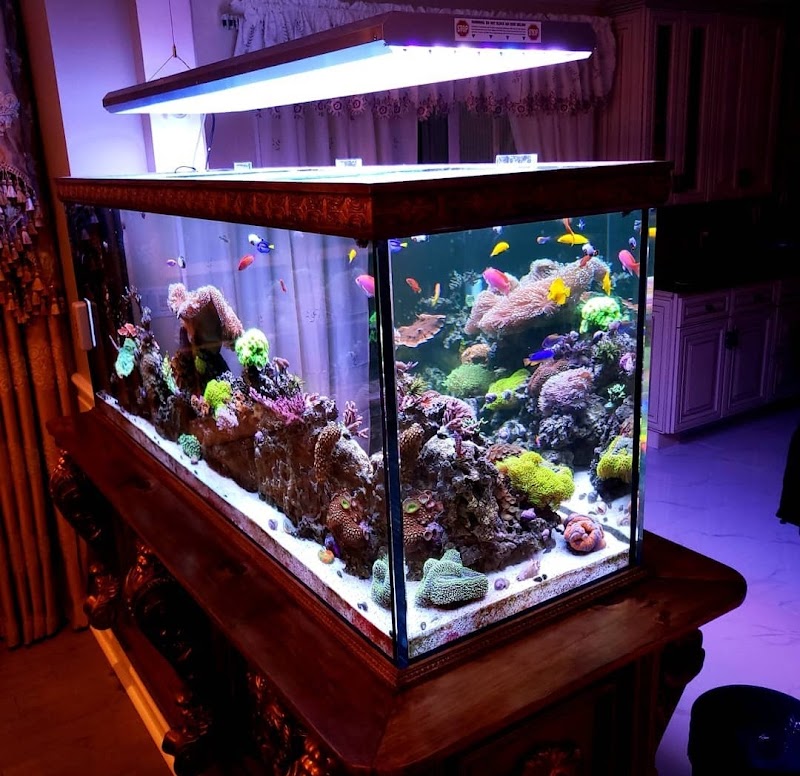 Pristine Marine Aquariums - Photo 1