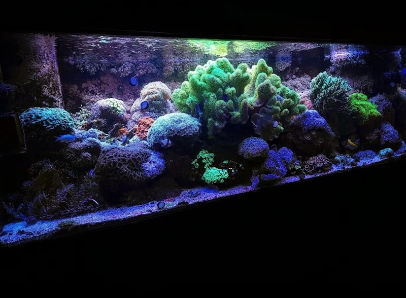 Pristine Marine Aquariums - Photo 2