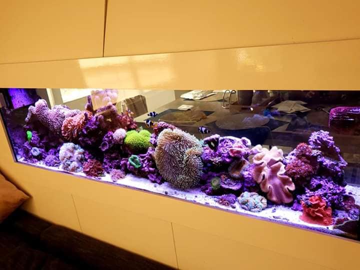 Pristine Marine Aquariums - Photo 4