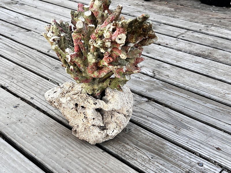 Pristine Marine Aquariums - Photo 5