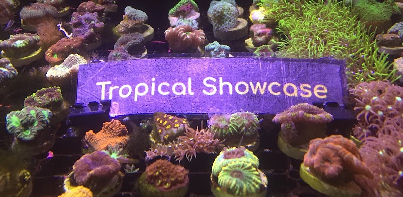 Tropical Showcase - Photo 2
