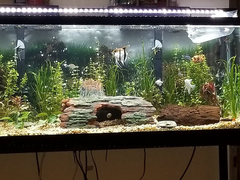 Tropical Showcase - Photo 4