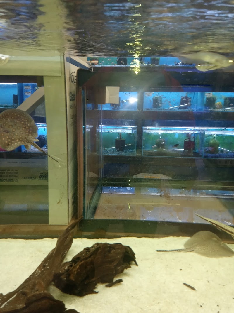 Lovely Pets Aquarium - Photo 3