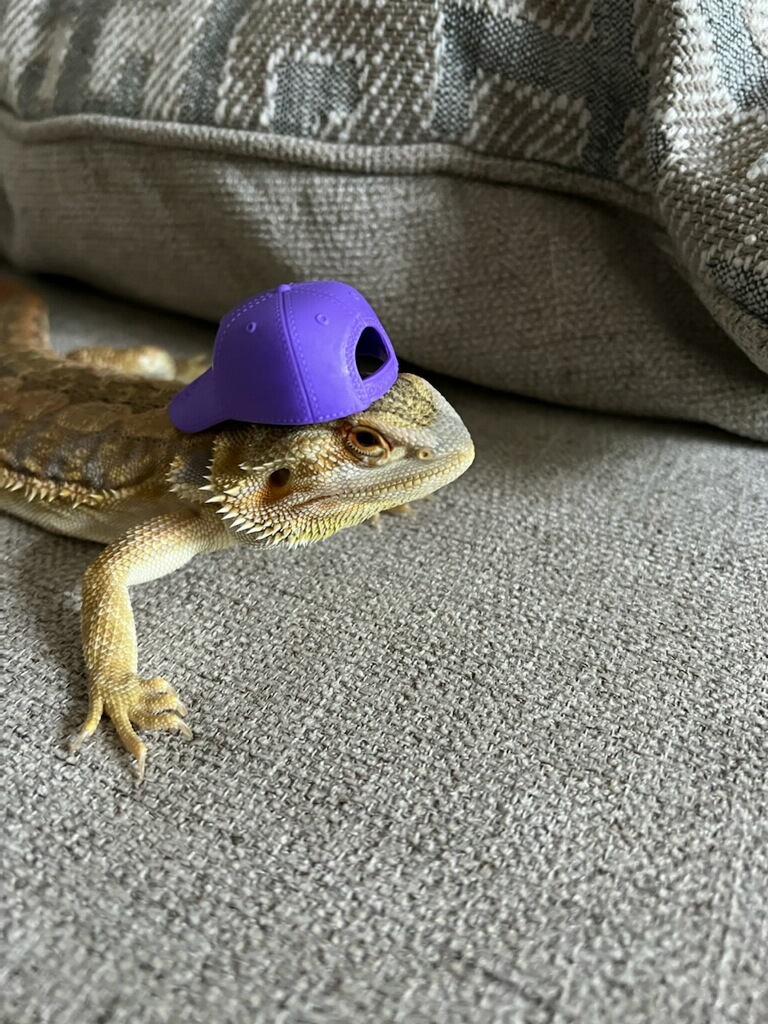 A & R Reptiles and Aquariums - Photo 4