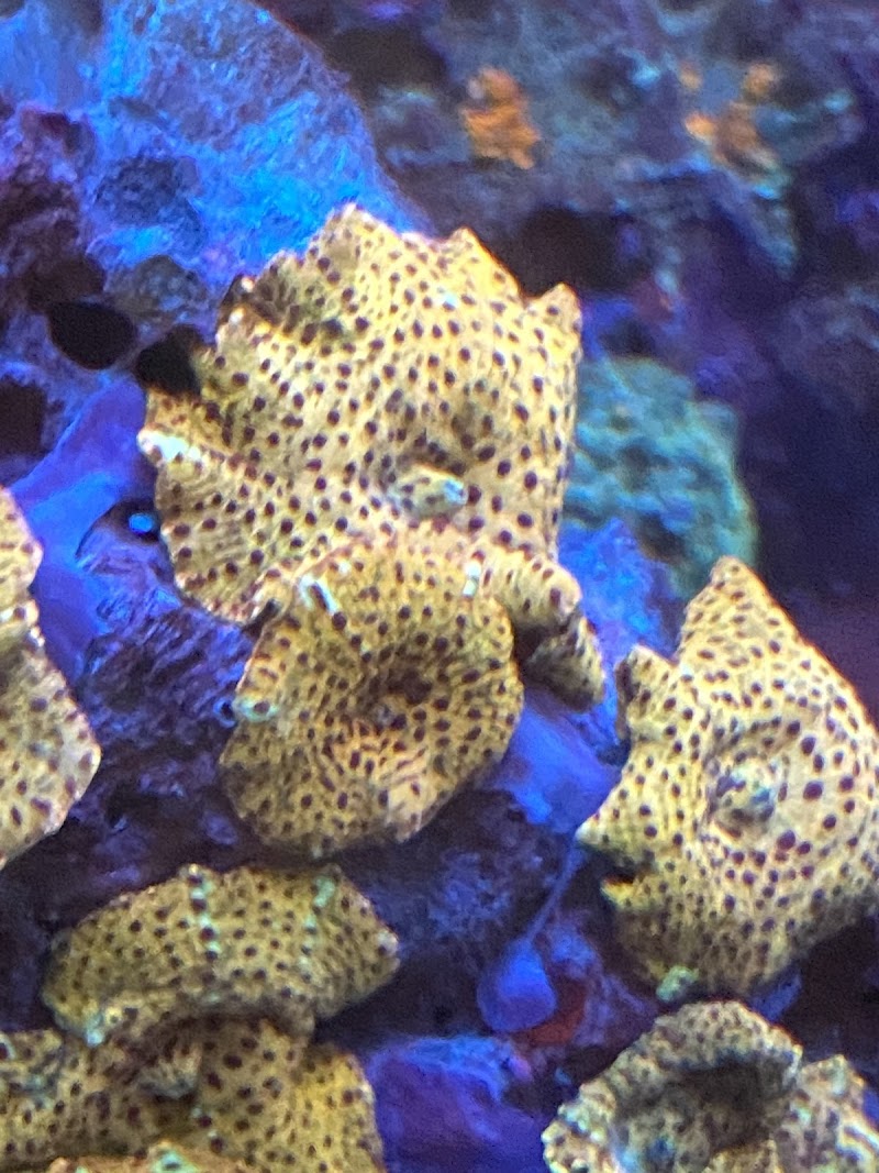 Aqua Reef Aquatics Inc - Photo 3