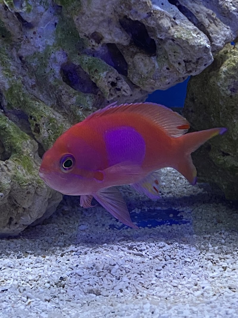 Aqua Reef Aquatics Inc - Photo 4