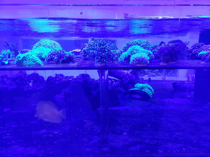 Advanced Marine Aquatics - Photo 3