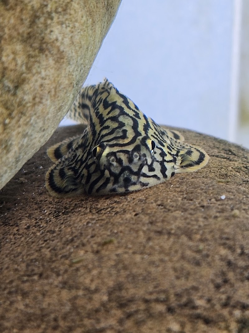 Capital Exotic Fish - Photo 4