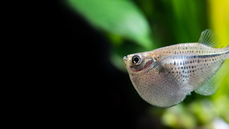 Splashy Fish - Photo 2