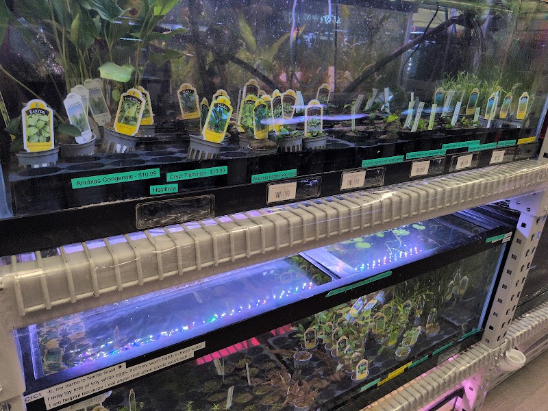 Splashy Fish - Photo 3