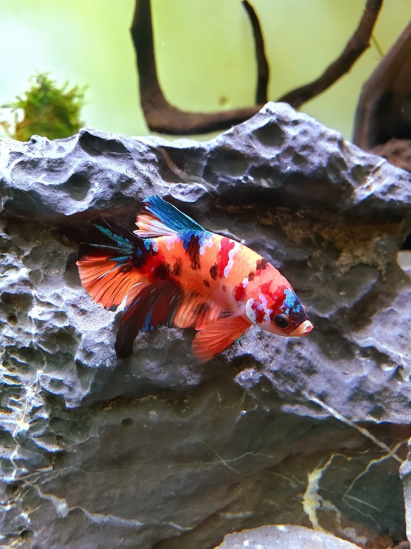 Splashy Fish - Photo 4