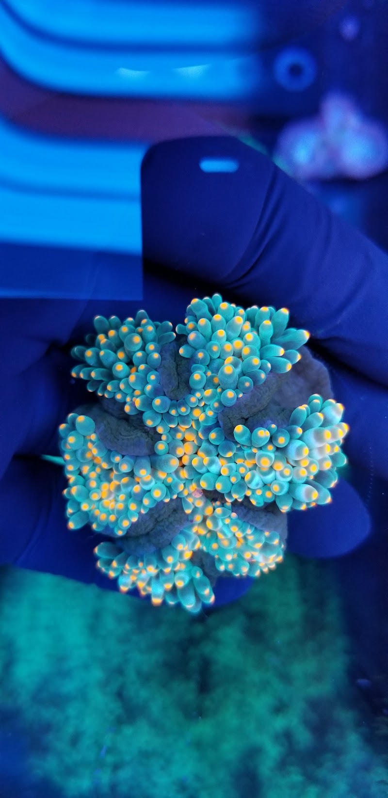 Supreme Reefs - Photo 3