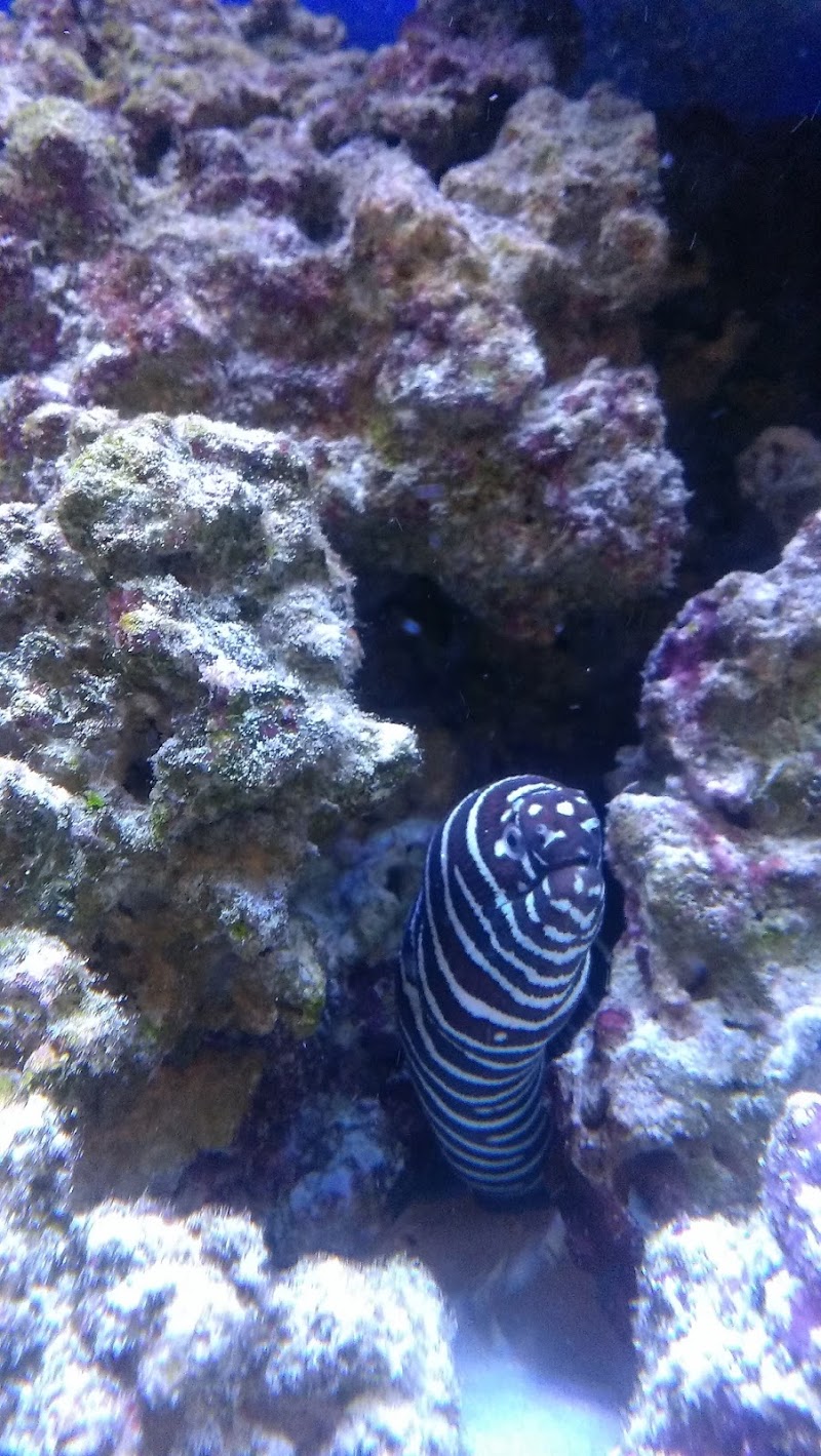 Reef eScape - Photo 2