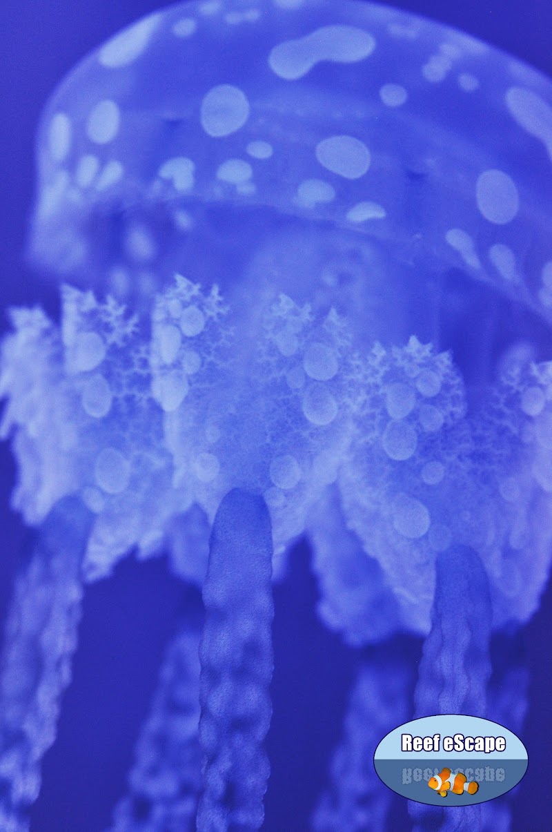 Reef eScape - Photo 5