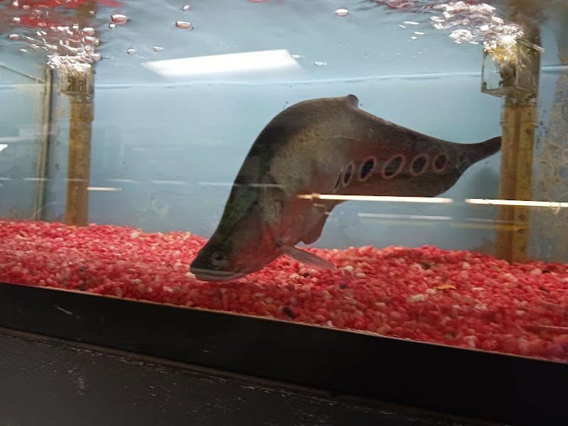 William's Greenbank Aquarium Inc - Photo 5