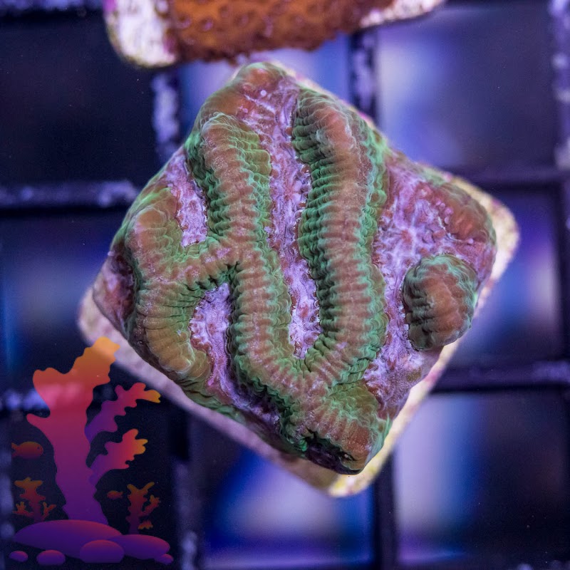 Frags 2 Fishes - Photo 4