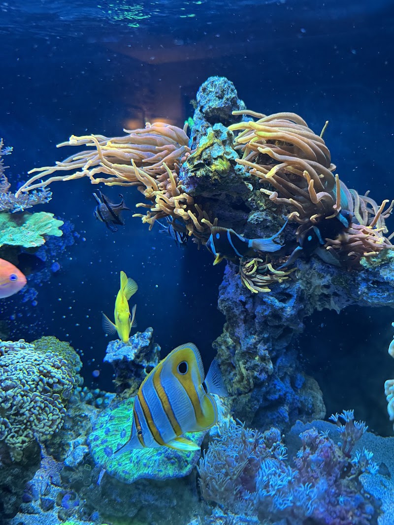 Armco Aquatics - Photo 4