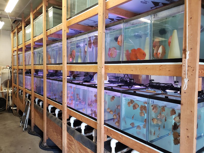 Discus Hans USA - Photo 1